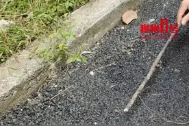 头皮发麻！柳州一小区频现眼镜蛇，居民担心：难道有一窝？图片