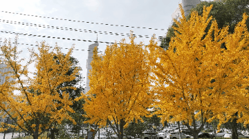 绝美！走，打卡去！