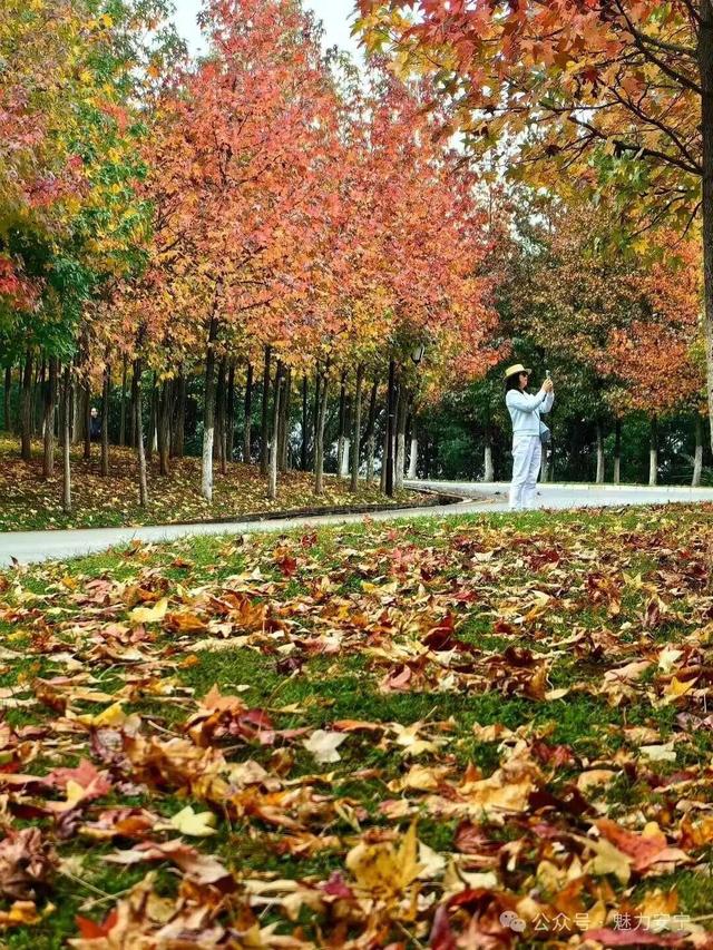 赏秋正当时，昆明这里的枫林已上线！随手一拍即大片~