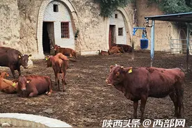 平凉崇信县：窑洞变牛舍 “犇”向幸福路图片