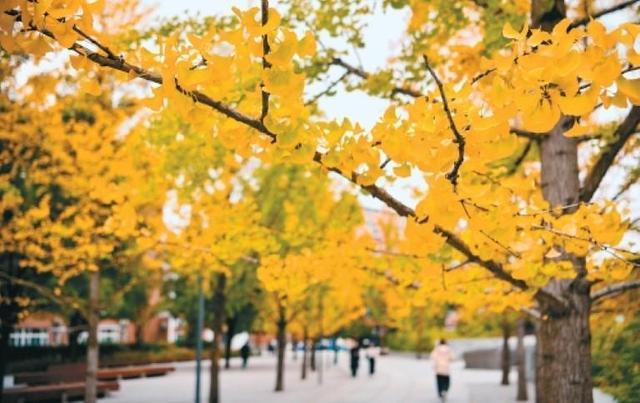 秋染长安色斑斓　霜落成诗醉流年