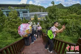 东盟果商探访三亚榴莲园图片