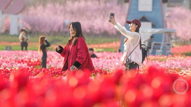 春花争艳游客旺