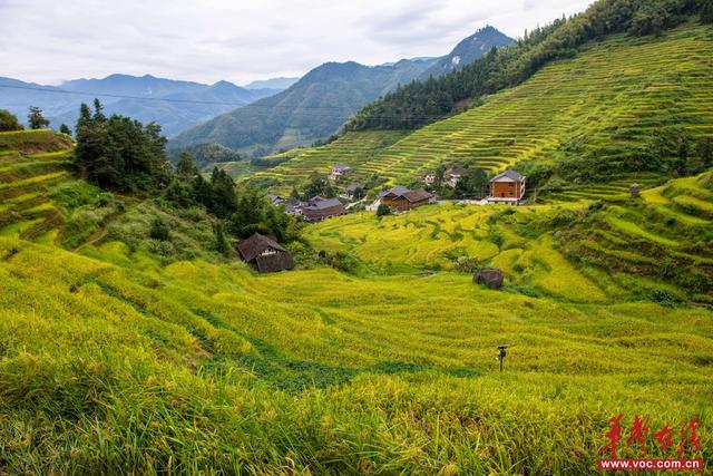 美到词穷！湖南秋叶观赏指南等你收藏