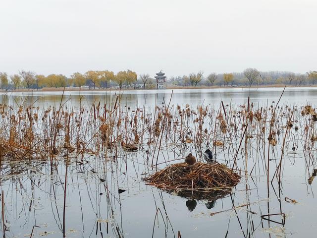 风中探访颐和园：湖山终日看犹新，游禽经冬栖自暖