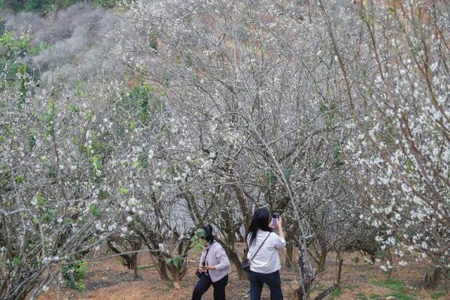 又被信宜美到了！青梅如雪，花期只有1个月