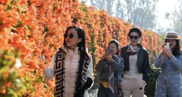 【冬季暖阳 凉山不凉】西昌打卡地+1！百米花墙震撼上线