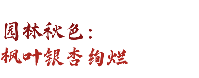 秋景大片都没看，洛阳的秋天，这就结束了？