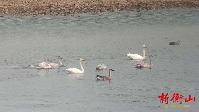 共赴冬日之约 湖南衡山萱洲国家湿地公园成候鸟越冬幸福驿站