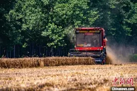 河南已收获小麦6982万亩 麦收过八成图片