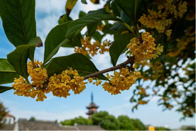 欢聚吴江· “香”遇桂花季丨上线了！吴江赏桂地图！