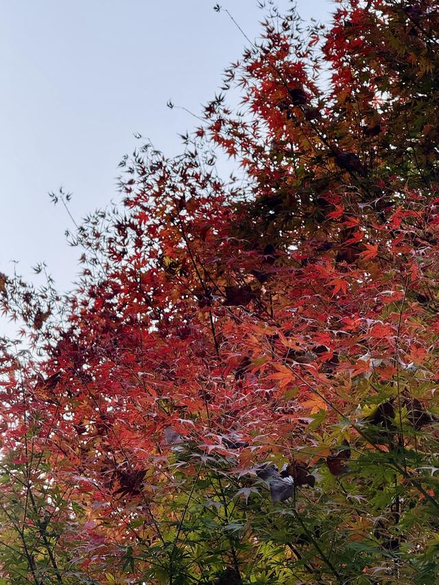 岳麓山枫叶进入最佳观赏期！层林尽染美如画