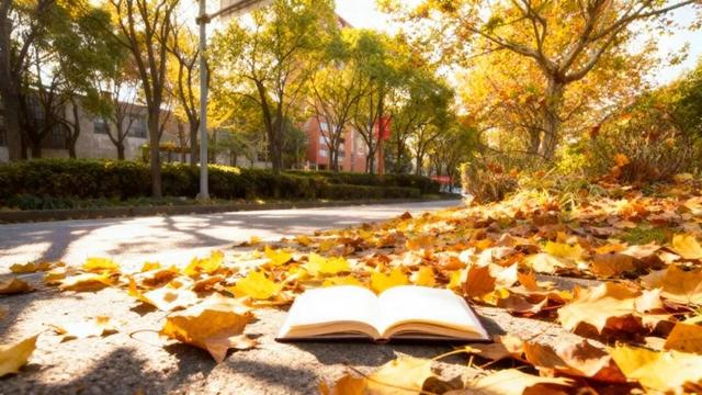 落叶、麦田、银杏……快来收藏这份秋日漫步地图