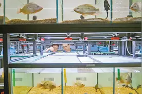 五彩罗非鱼在渝“诞生”图片