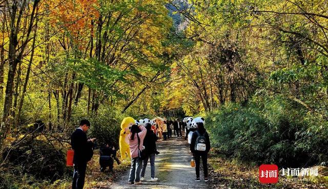 唐家河红叶季云端启幕：生态奇观与千年文脉共绘金秋盛景