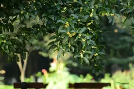 国庆前浙江有一波降温 即将迎来满城桂花香图片