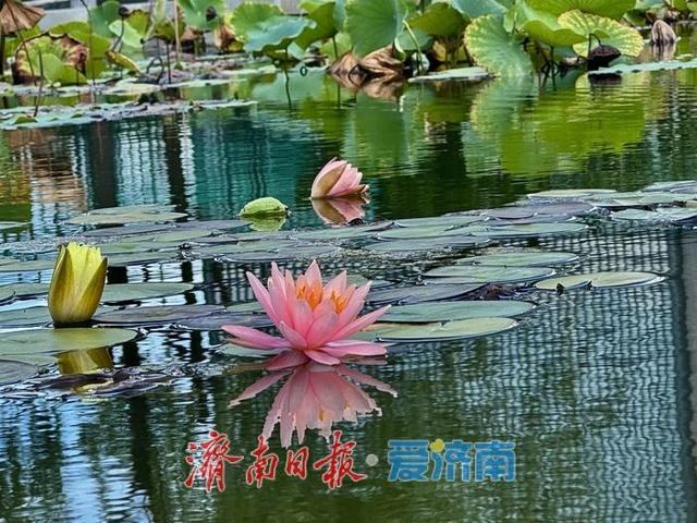 一年四季 泉在济南丨济南奥体中心荷花池内莲花绽放 为初秋添彩
