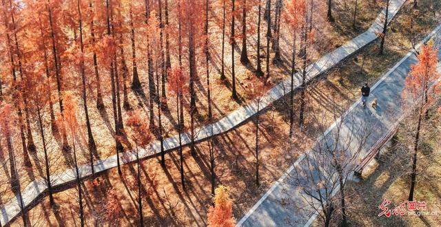 森林公园披上斑斓外衣