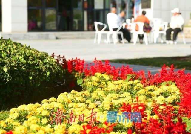 层林尽染秋意浓，“佛山赏菊”正当时