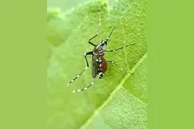 “大白天都咬人，隔着衣服都被咬”！花蚊子猖獗，专家提醒：有些已有耐药性图片