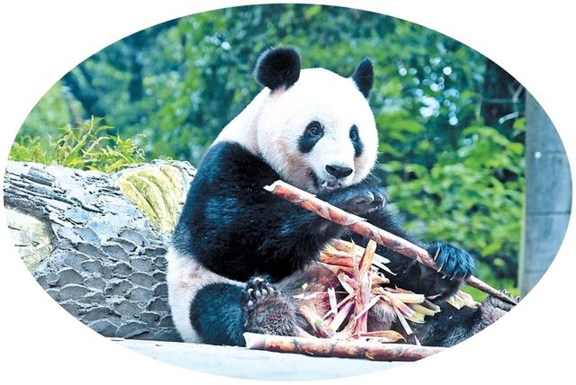 文旅融合绘新卷 “西蜀天漏”绽华彩