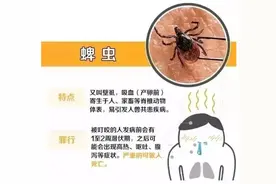 小虫子大麻烦，夏季警惕这些不起眼的“刺客”！图片