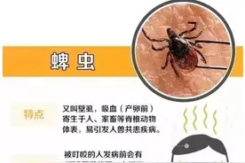 小虫子大麻烦，夏季警惕这些不起眼的“刺客”！图片