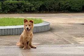 广州解禁“土狗”，提供本土犬种保护新思路 | 新京报快评图片