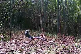 云南大围山首次拍摄到成群白腹锦鸡高清影像图片