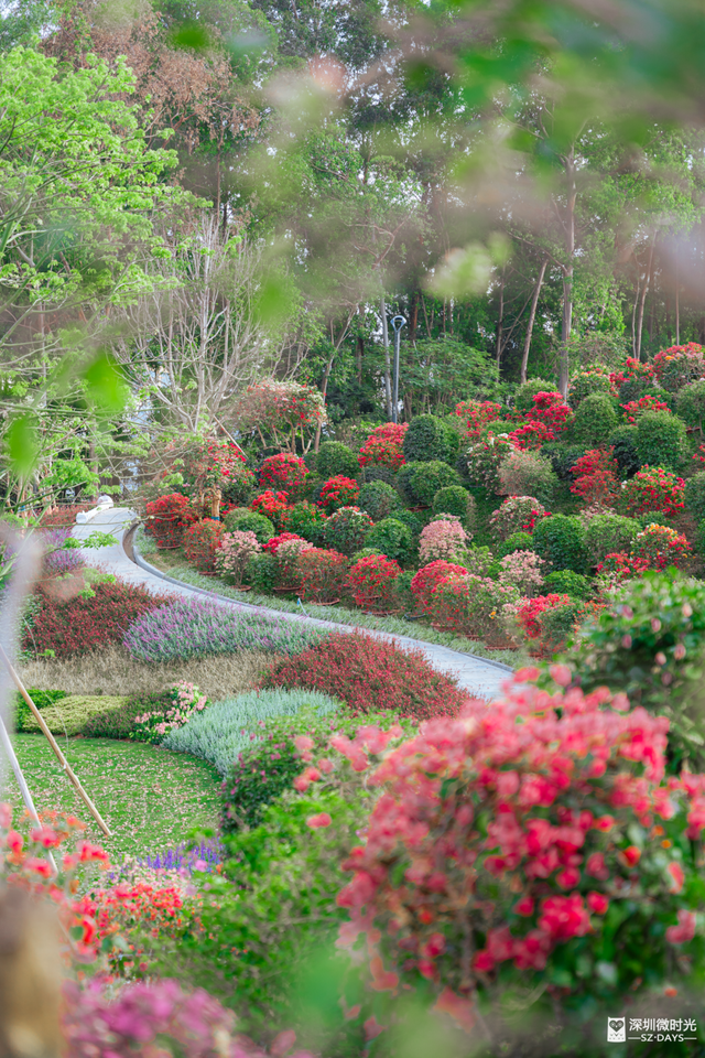先睹为快！深圳巨型新地标启用，就在明天！