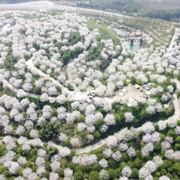 六万株樱花正在开放！就在杭州！这里真的美到不行……
