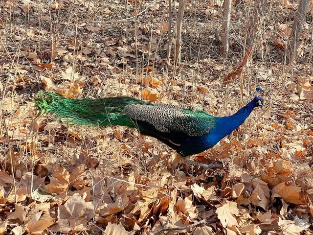 “疯狂动物城”原型，在北京找到了！