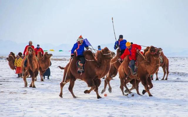 这个冬天，猫在巴彦淖尔才是幸福事