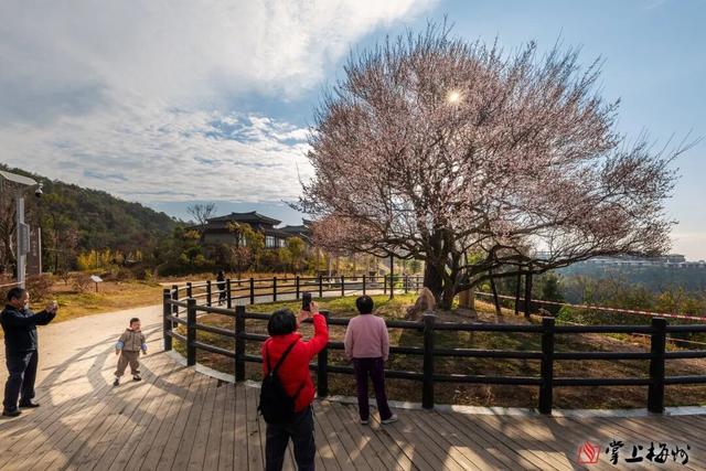 “梅”景如画，文明如风！