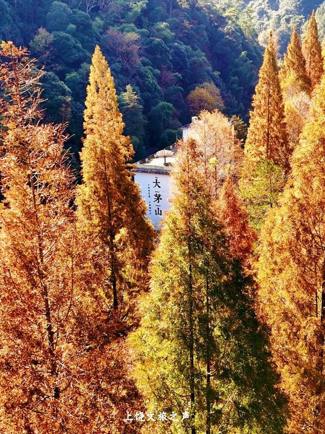 上饶冬日山野真的绝美，赶紧进山“Forest walk”一下~