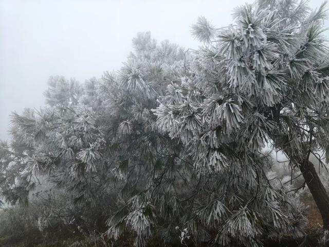 美如童话！融水尧告牧场迎来今冬首场雾凇