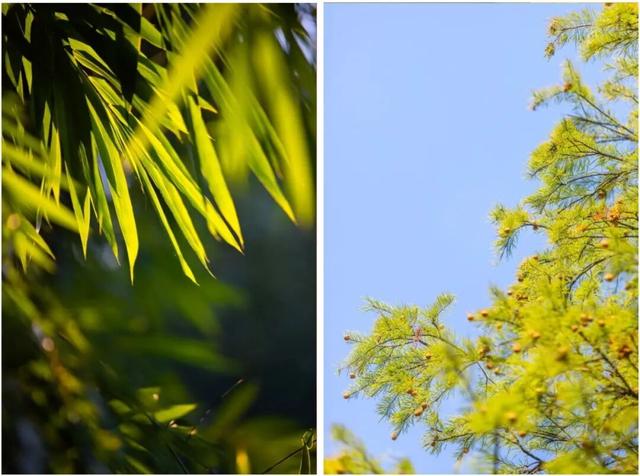 最好的秋天，在华师！