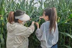 通辽市科左后旗：一喷多促 助力秋粮稳产丰收图片