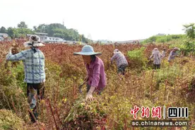 简阳：成片藜麦别样红 农户丰收忙图片