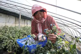 连云港赣榆区：5G赋能蓝莓喜获丰收图片