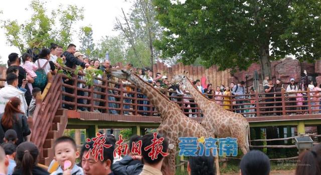 雨中庆华诞 服务铸匠心 济南野生动物世界奏响文旅高质量发展强音