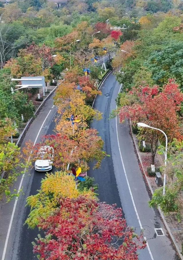 错过真的要等一年！光谷赏秋红橙黄橘绿正当时！