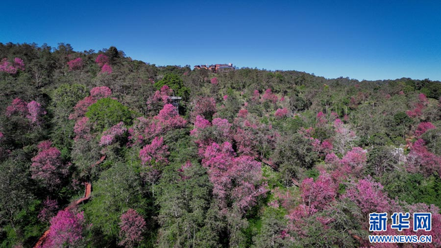 云南陇川：古树樱花把冬天染成粉色