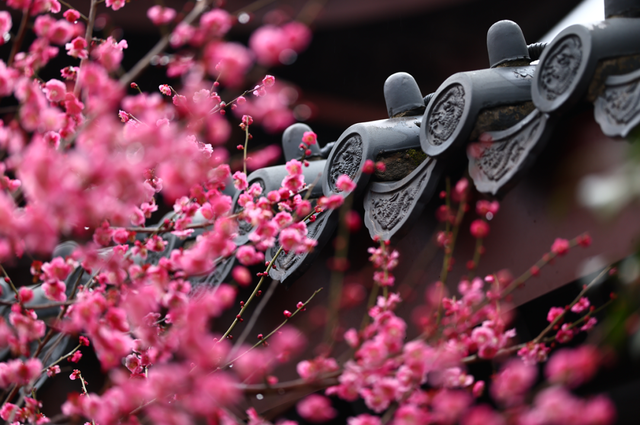 栖霞山，花都开好了！
