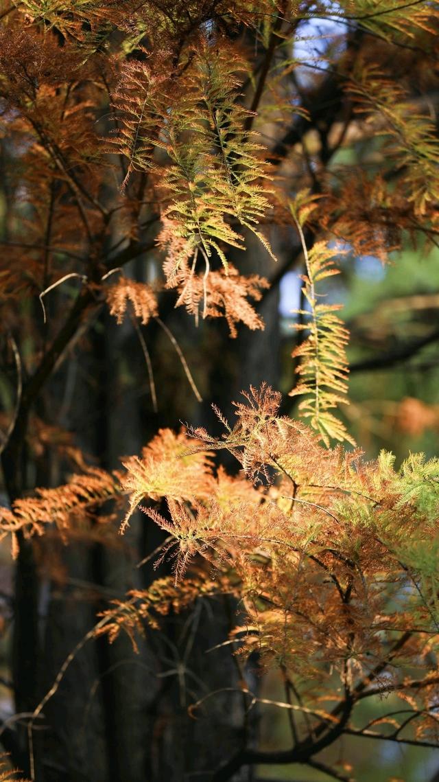 多图｜“醉”美企石！这里的落羽杉“红”了