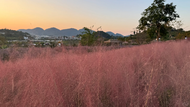 9月贵阳赏花地图｜这些绝美花海，承包你的初秋浪漫！