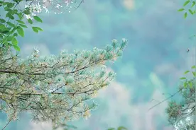 红树林遇上AI：精准测算 智能水闸 盼更多候鸟如期“回家”图片