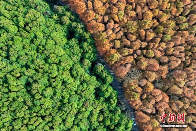 大自然的冬日画作 重庆南川万亩彩林美如画