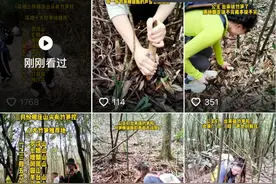 山野公园的笋能挖不？深圳市林长办这么说图片