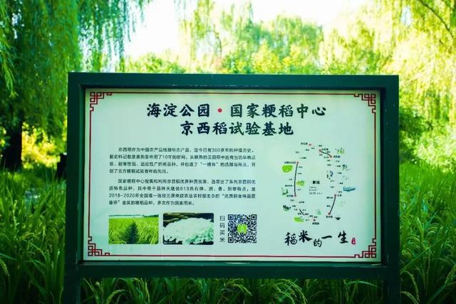 绿了绿了！海淀稻田换“新装”，免费打卡！
